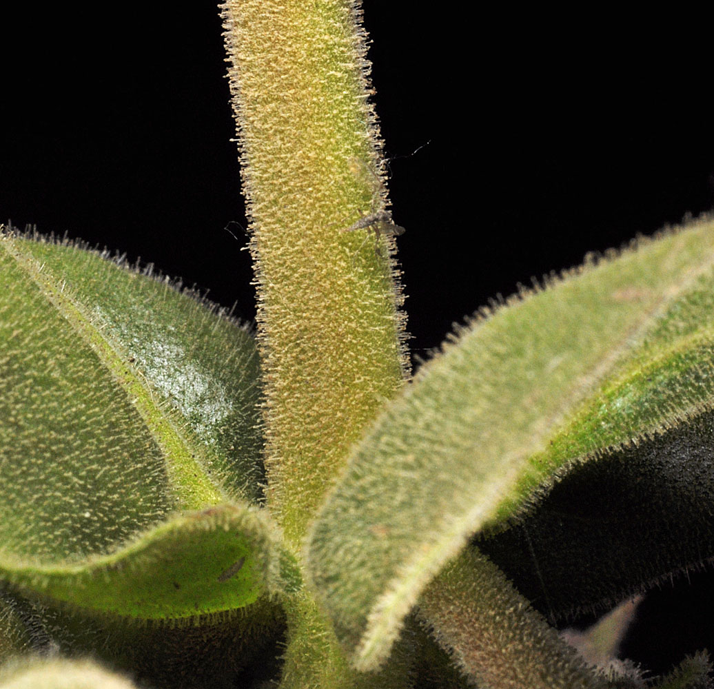 Flora of Eastern Washington Image: Penstemon glandulosa