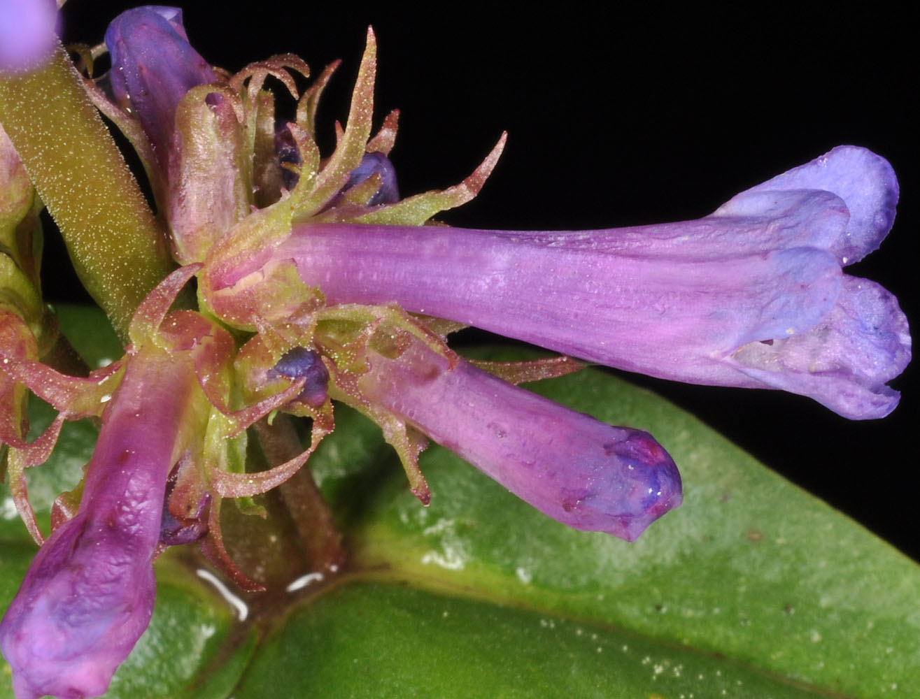 Flora of Eastern Washington Image: Penstemon rydbergii