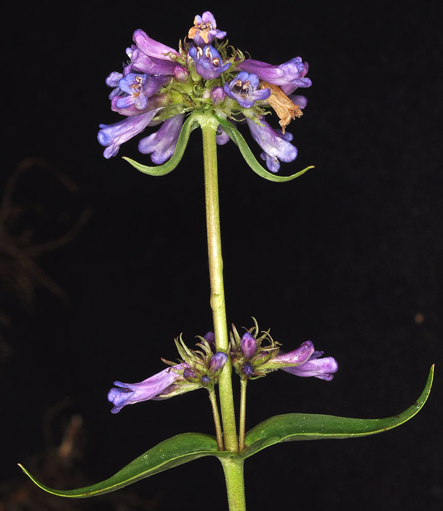 Flora of Eastern Washington Image: Penstemon rydbergii