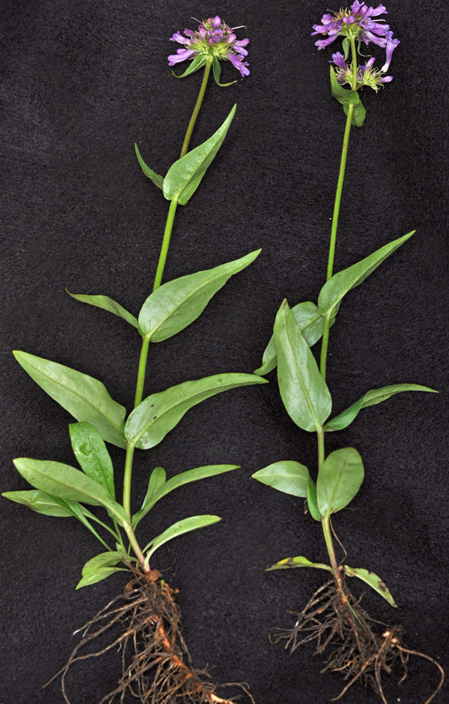 Flora of Eastern Washington Image: Penstemon rydbergii