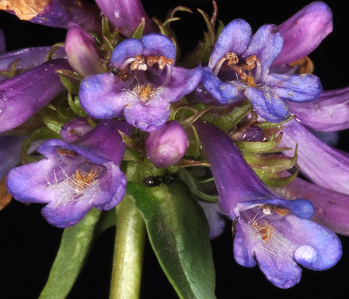 Flora of Eastern Washington Image: Penstemon rydbergii
