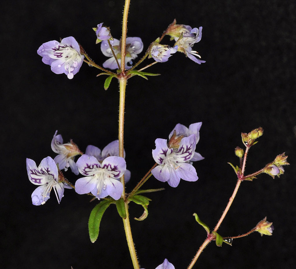 Flora of Eastern Washington Image: Erythranthe floribunda 13