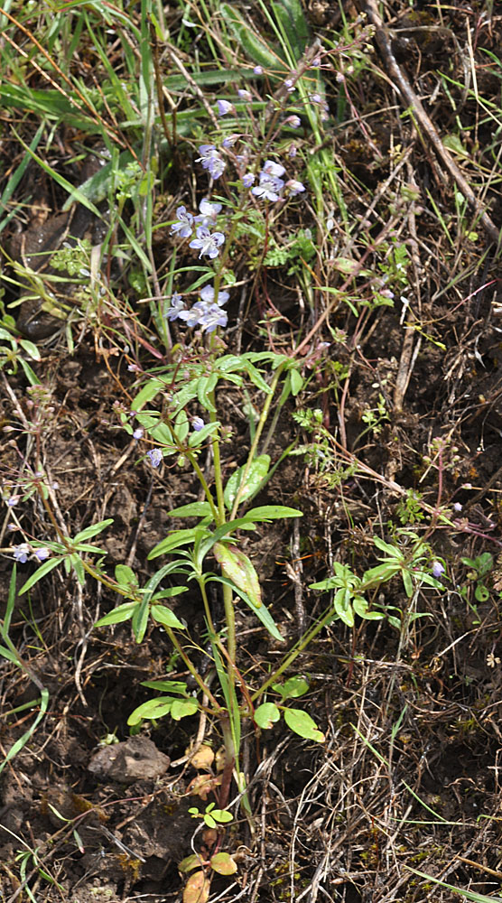 Flora of Eastern Washington Image: Erythranthe floribunda 10