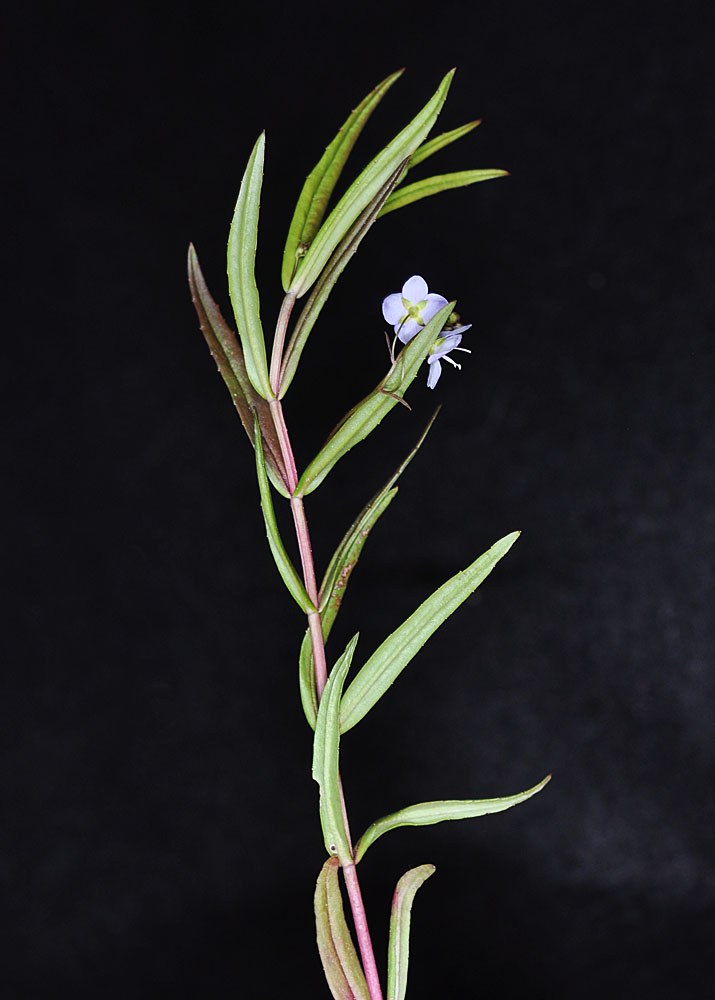 Flora of Eastern Washington Image: Ludwigia palustris 10