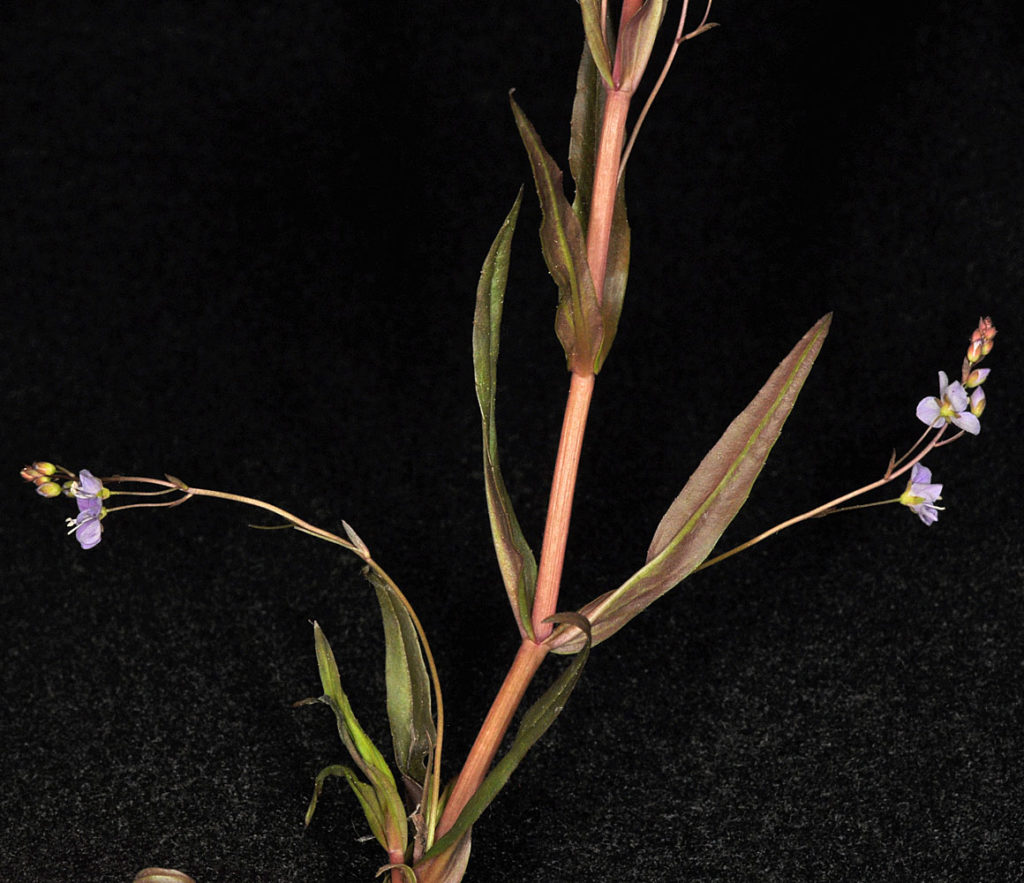 Flora of Eastern Washington Image: Ludwigia palustris 6