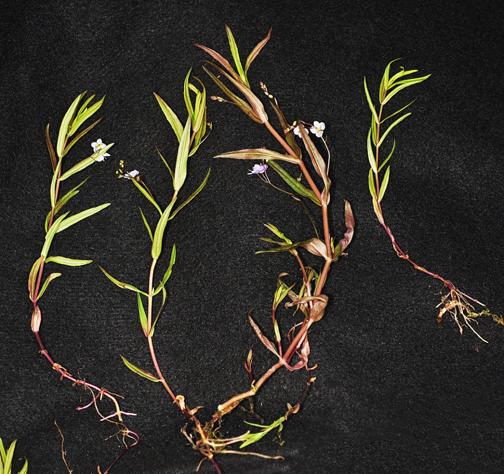 Flora of Eastern Washington Image: Ludwigia palustris 2