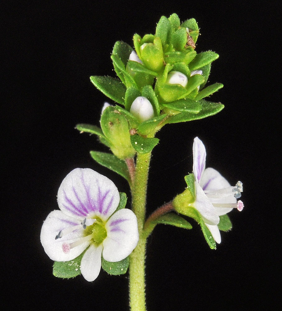 Flora of Eastern Washington Image: Erythranthe floribunda 2