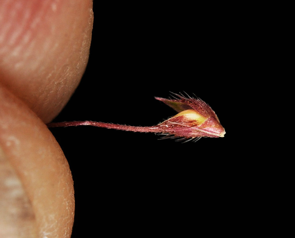 Flora of Eastern Washington Image: Echinochloa crus-galli 25