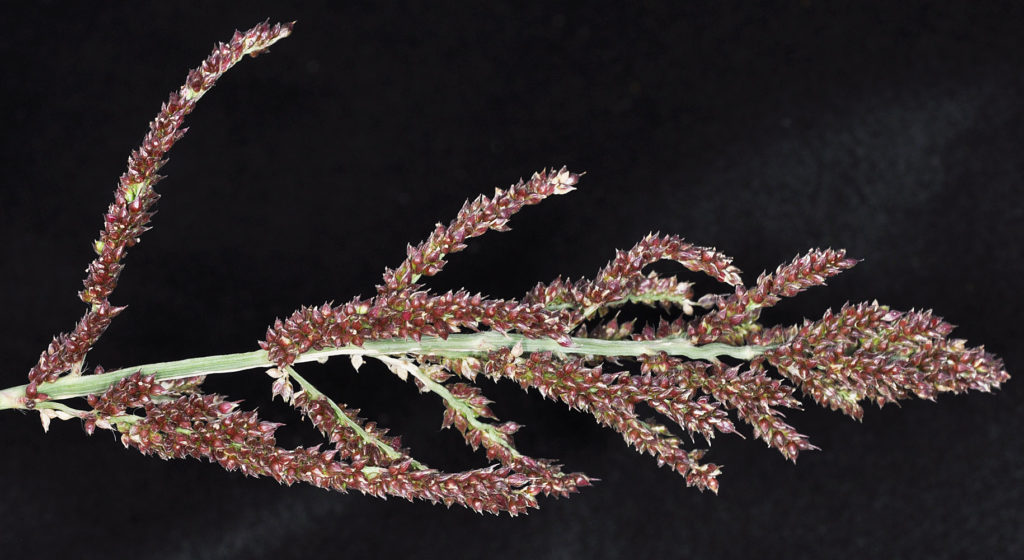 Flora of Eastern Washington Image: Echinochloa crus-galli 9