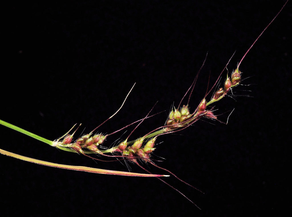 Flora of Eastern Washington Image: Echinochloa crus-galli 17