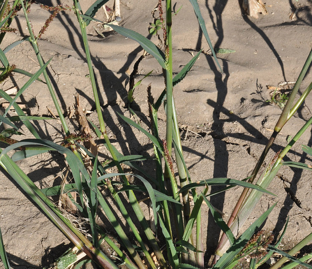 Flora of Eastern Washington Image: Echinochloa crus-galli 2