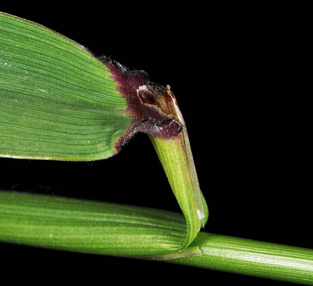 Flora of Eastern Washington Image: Elymus glaucus 9