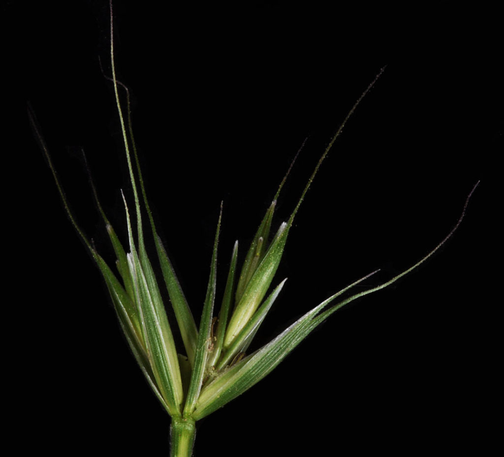 Flora of Eastern Washington Image: Elymus glaucus 8
