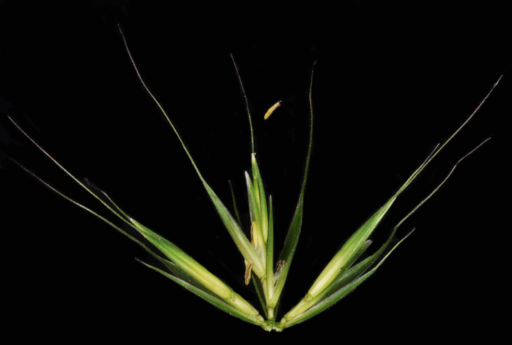 Flora of Eastern Washington Image: Elymus glaucus 7