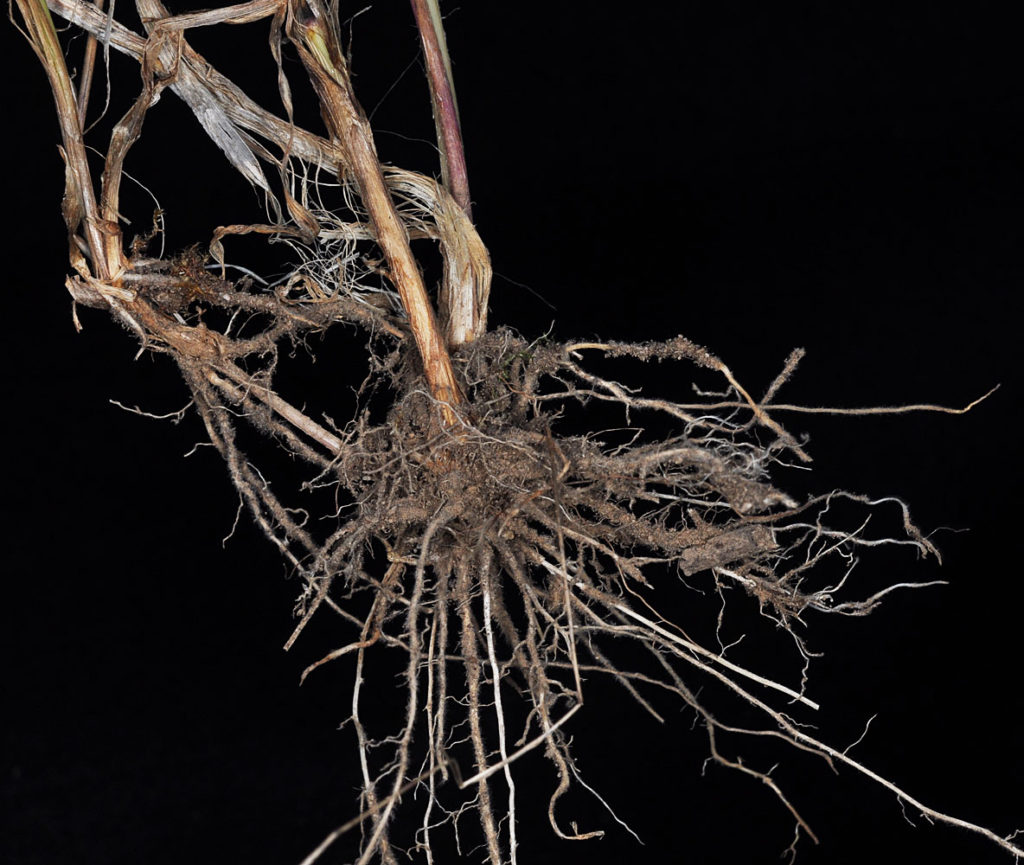 Flora of Eastern Washington Image: Elymus glaucus 2