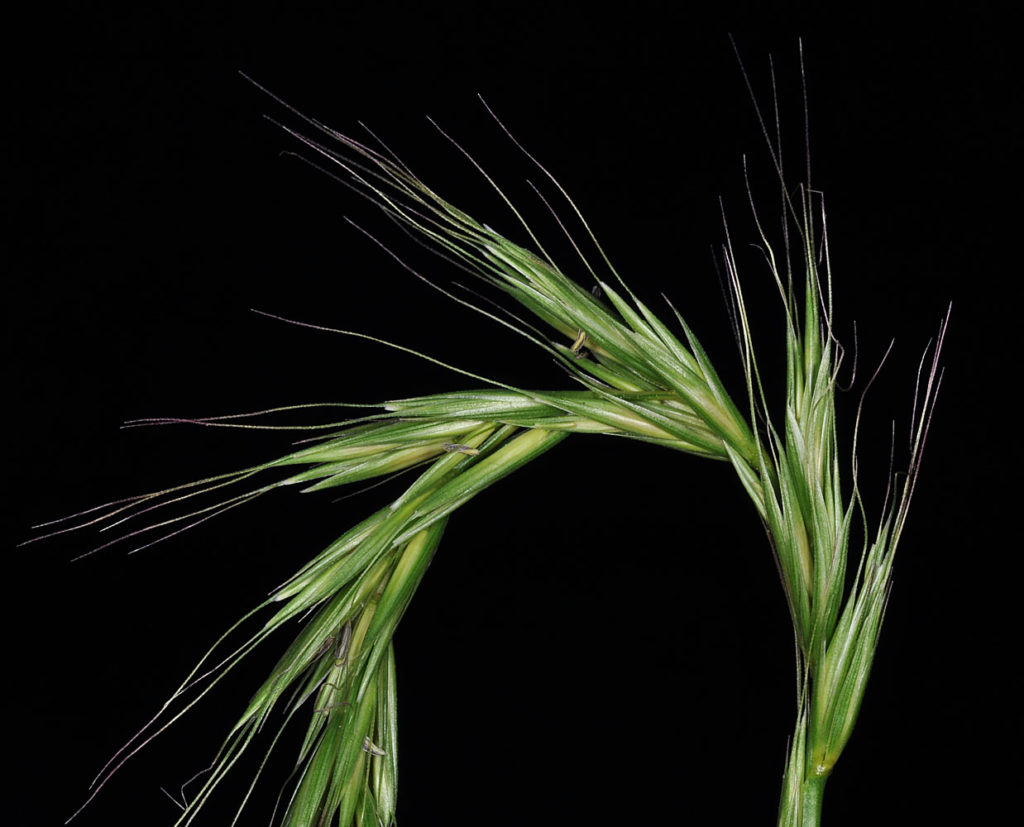 Flora of Eastern Washington Image: Elymus glaucus 4
