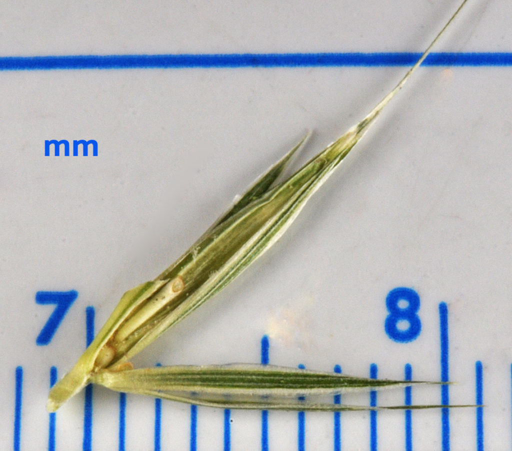 Flora of Eastern Washington Image: Elymus glaucus 20