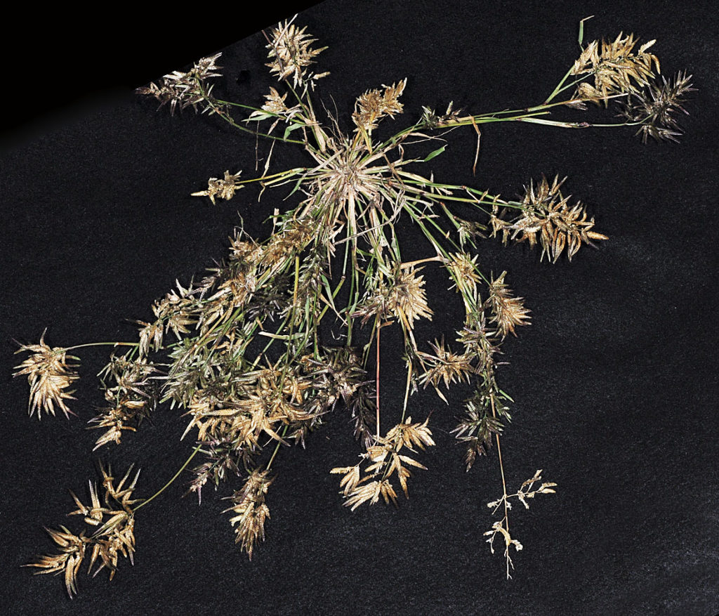 Flora of Eastern Washington Image: Eragrostis cilianensis 10