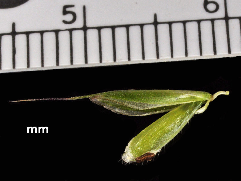 Flora of Eastern Washington Image: Festuca idahoensis 16