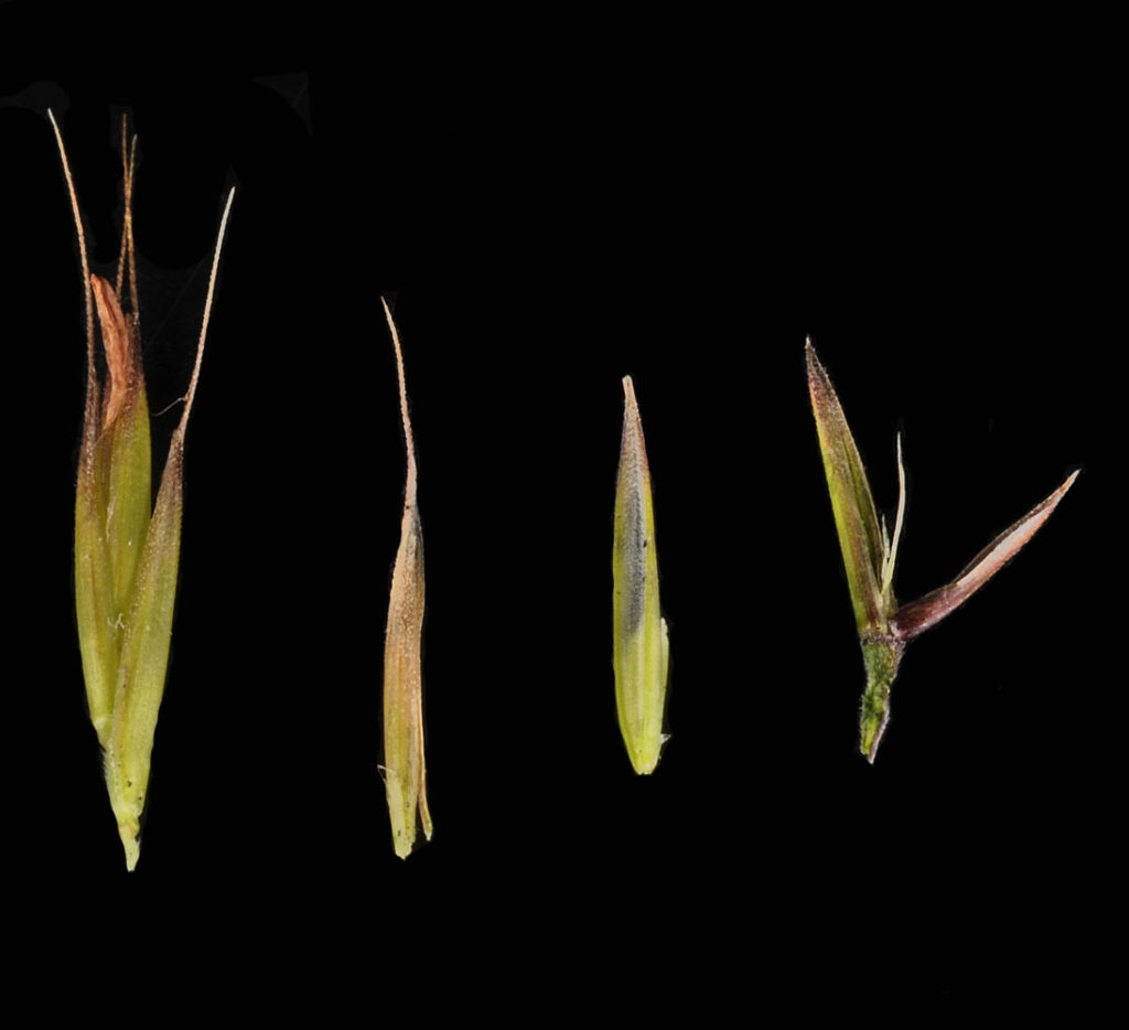 Flora of Eastern Washington Image: Festuca idahoensis 22