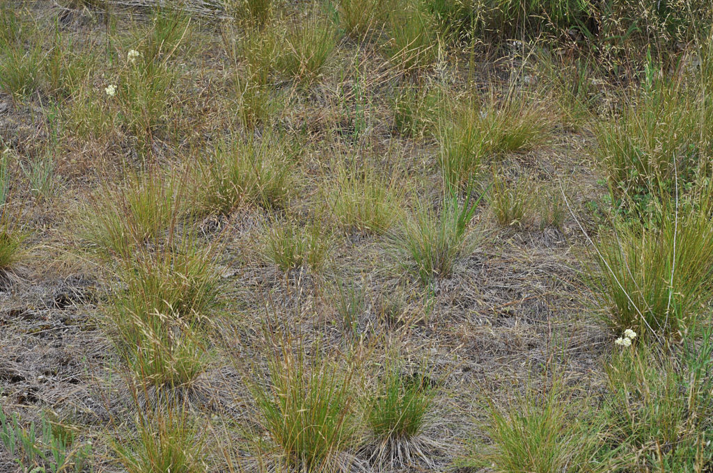 Flora of Eastern Washington Image: Festuca idahoensis 2