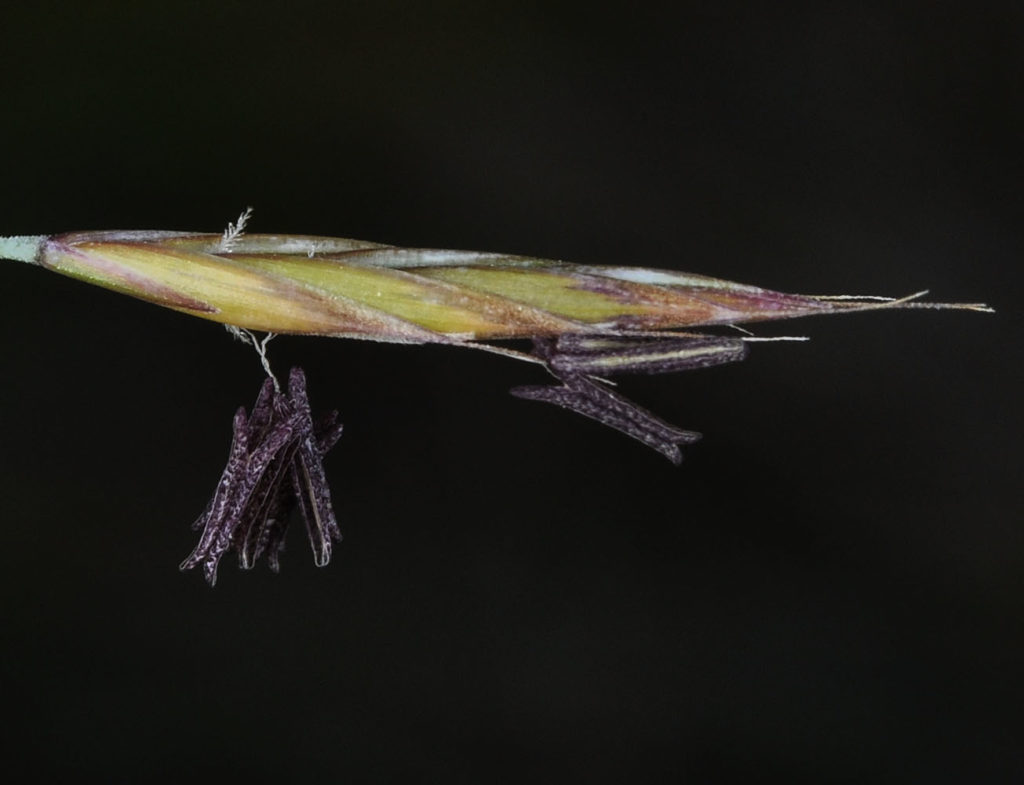 Flora of Eastern Washington Image: Festuca idahoensis 21