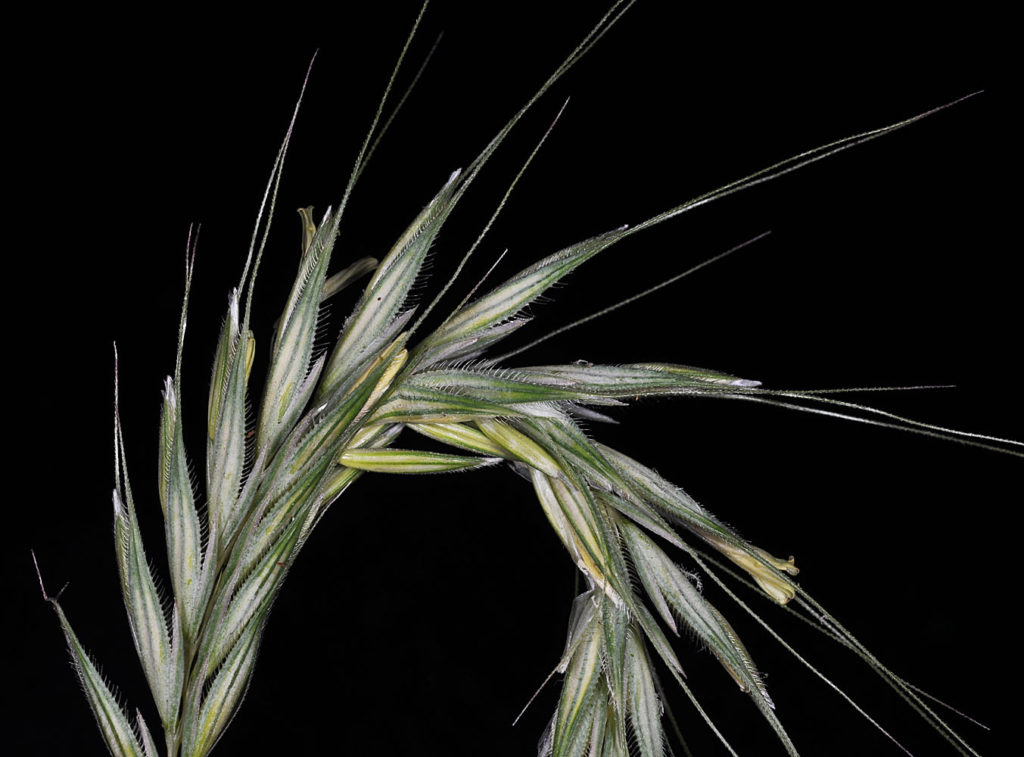 Flora of Eastern Washington Image: Secale cereale 21