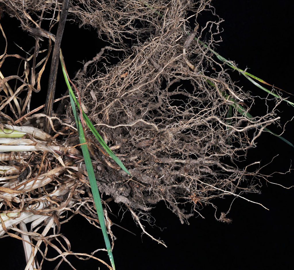 Flora of Eastern Washington Image: Secale cereale 14