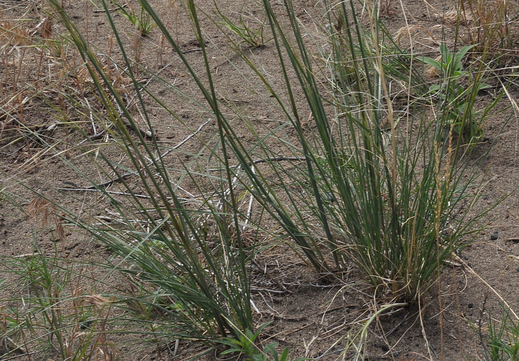 Flora of Eastern Washington Image: Hesperostipa comata 2