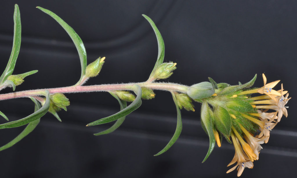 Flora of Eastern Washington Image: Erythranthe floribunda 17