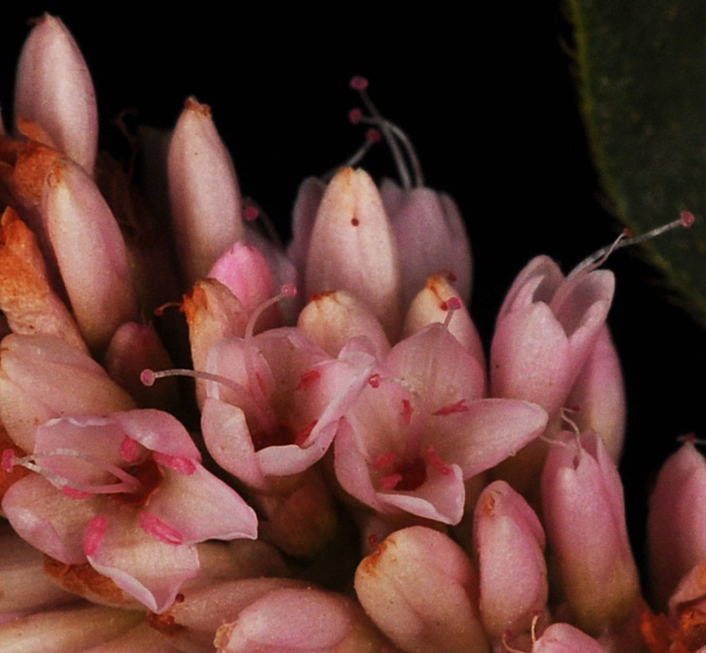 Flora of Eastern Washington Image: Persicaria amphibia 13