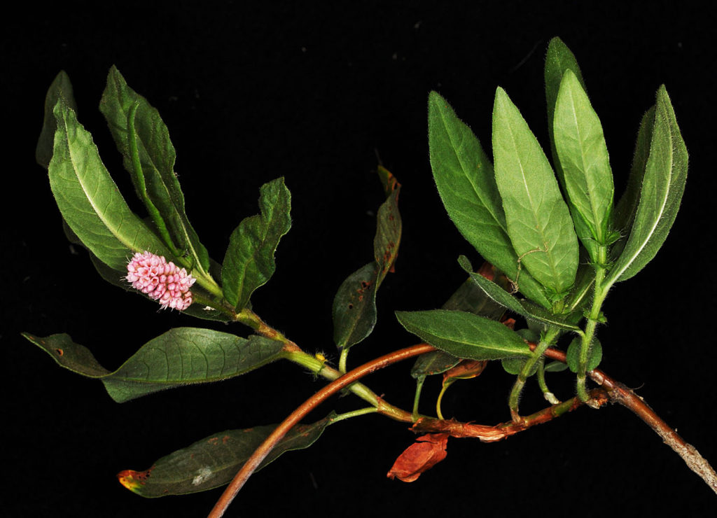 Flora of Eastern Washington Image: Persicaria amphibia 9