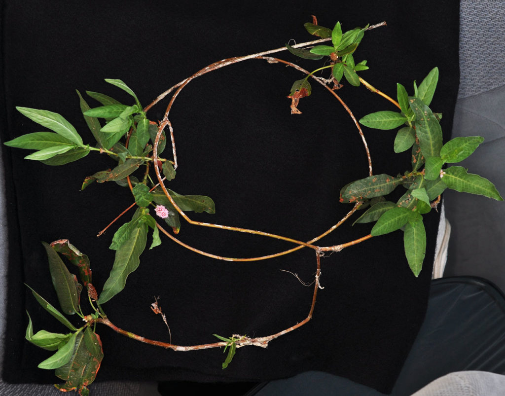 Flora of Eastern Washington Image: Persicaria amphibia 16