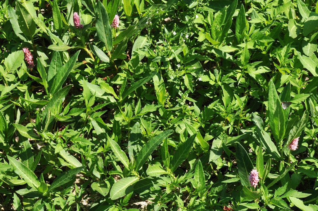 Flora of Eastern Washington Image: Persicaria amphibia 8