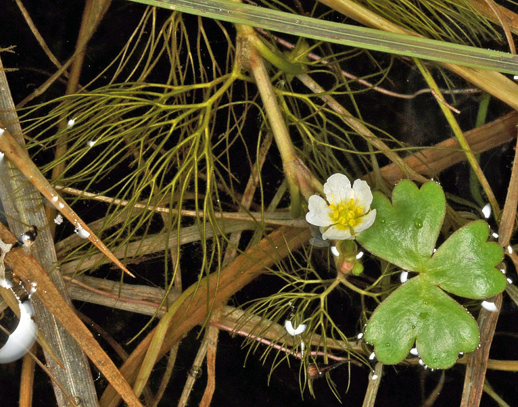 Flora of Eastern Washington Image: Ranunculus aquatilis 5