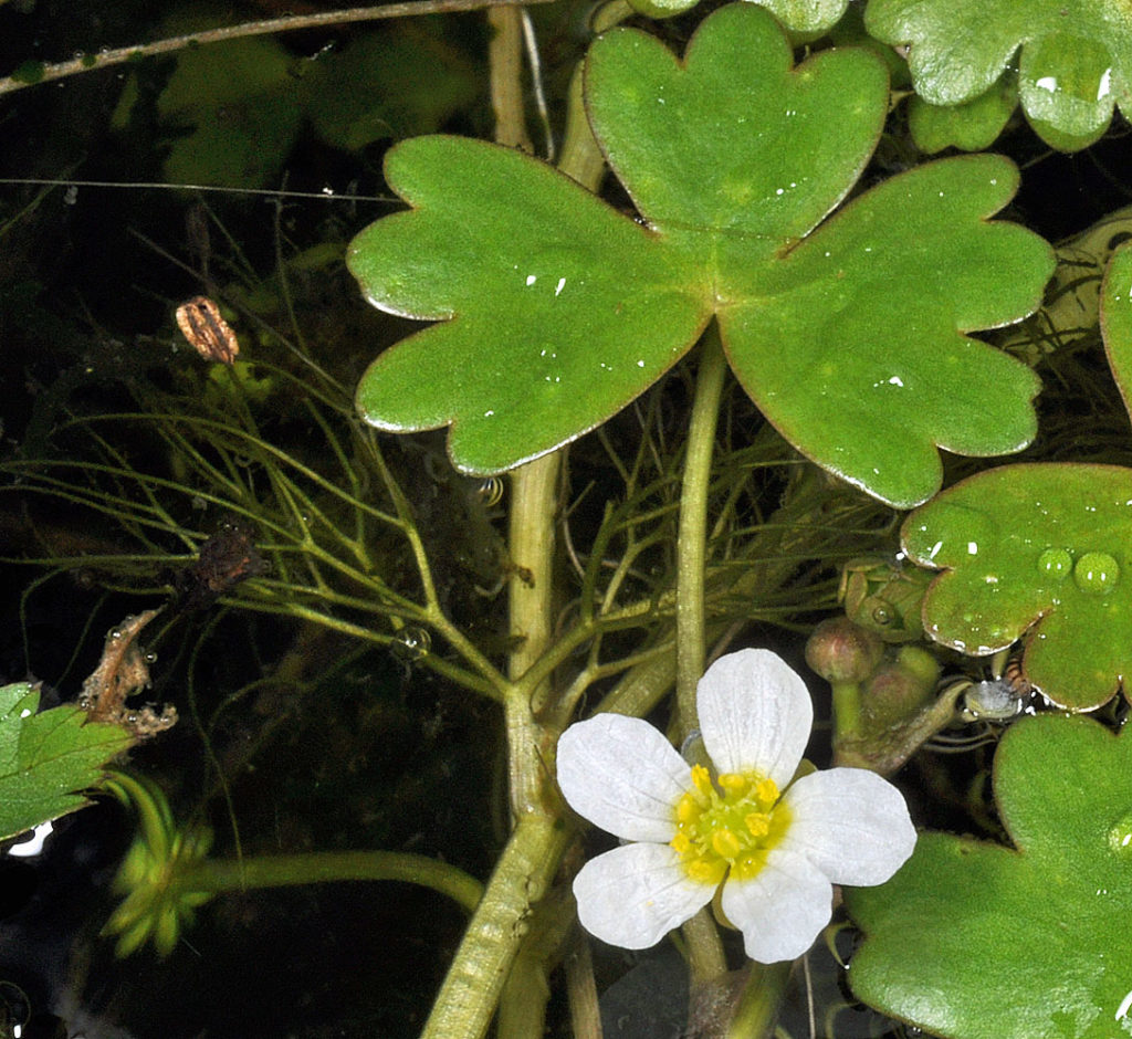 Flora of Eastern Washington Image: Ranunculus aquatilis 3