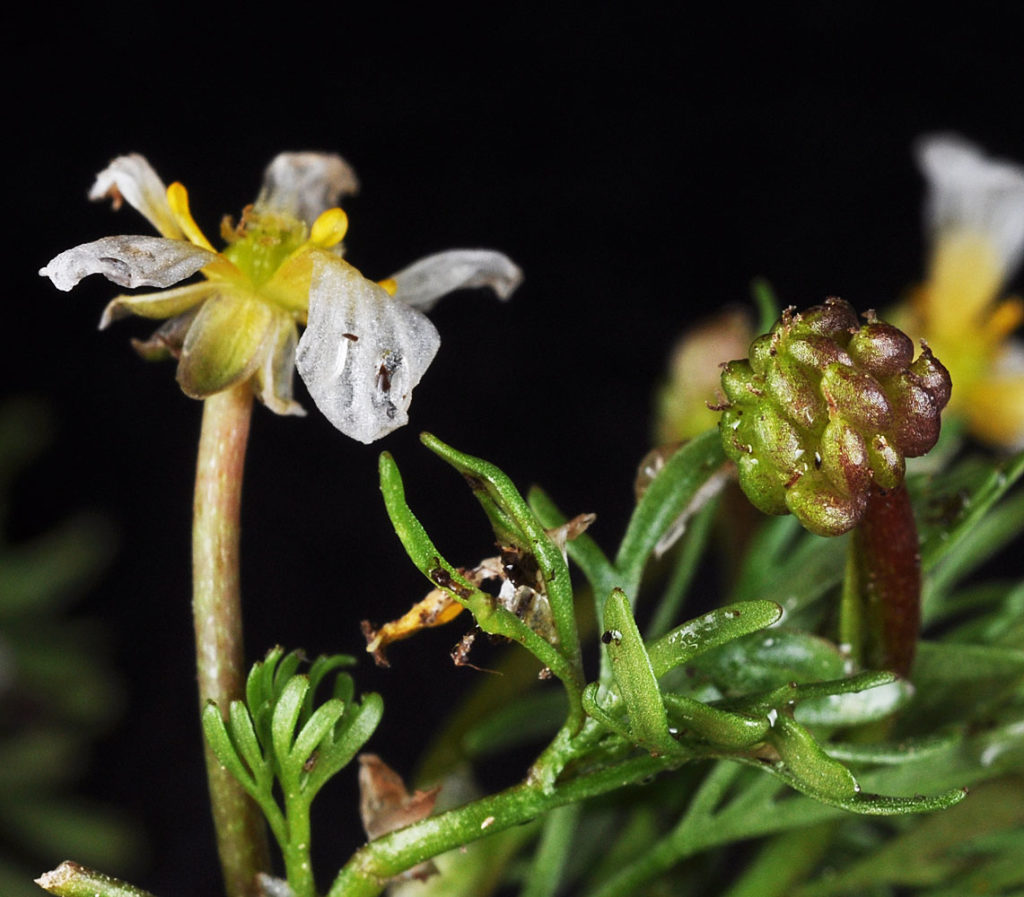 Flora of Eastern Washington Image: Ranunculus aquatilis 12