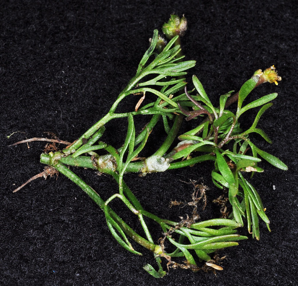 Flora of Eastern Washington Image: Ranunculus aquatilis 8