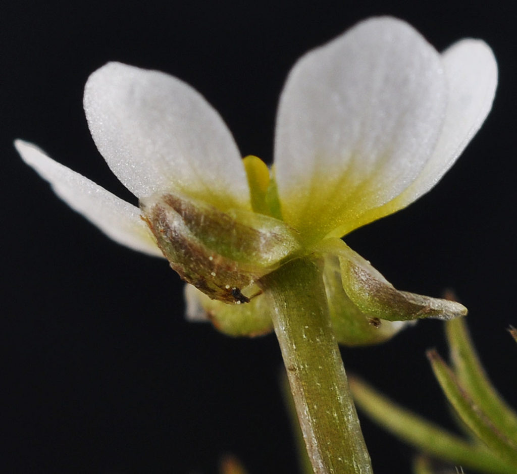 Flora of Eastern Washington Image: Ranunculus aquatilis 21