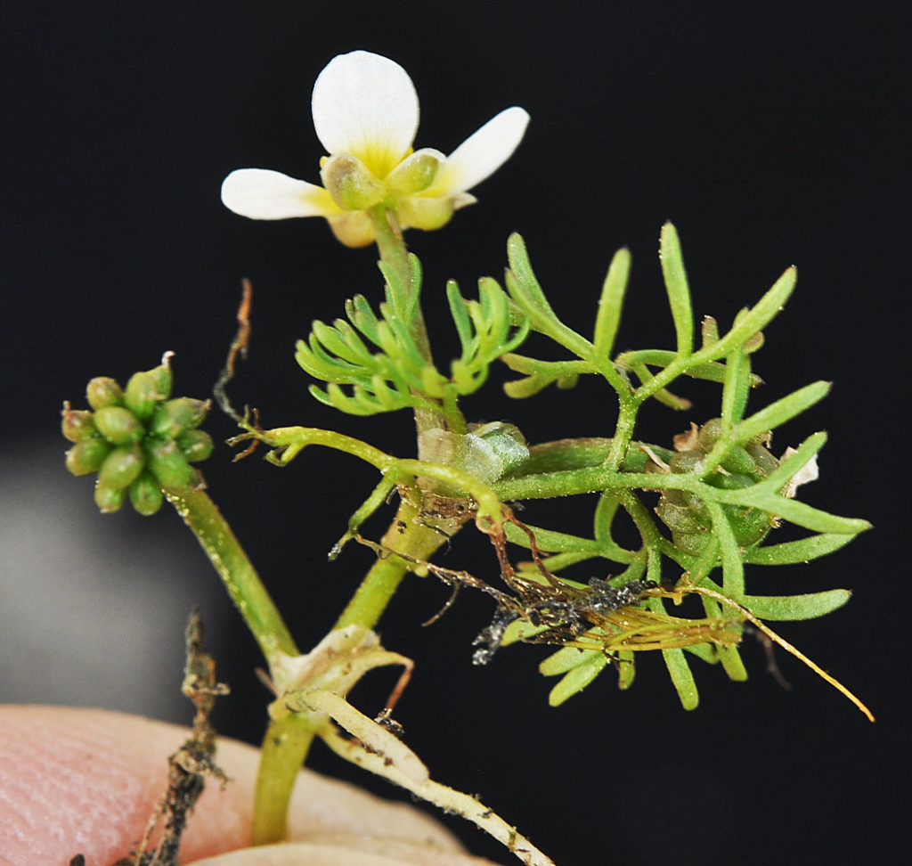 Flora of Eastern Washington Image: Ranunculus aquatilis 16