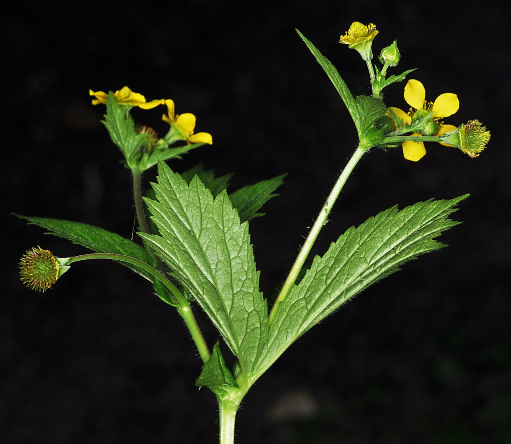 Flora of Eastern Washington Image: Geum macrophyllum 4