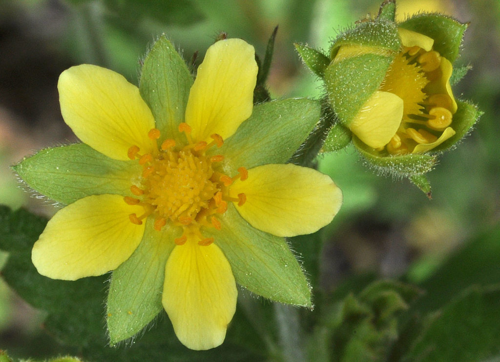 Flora of Eastern Washington Image: Geum macrophyllum 23