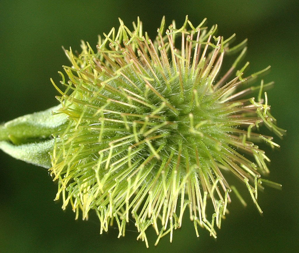 Flora of Eastern Washington Image: Geum macrophyllum 26