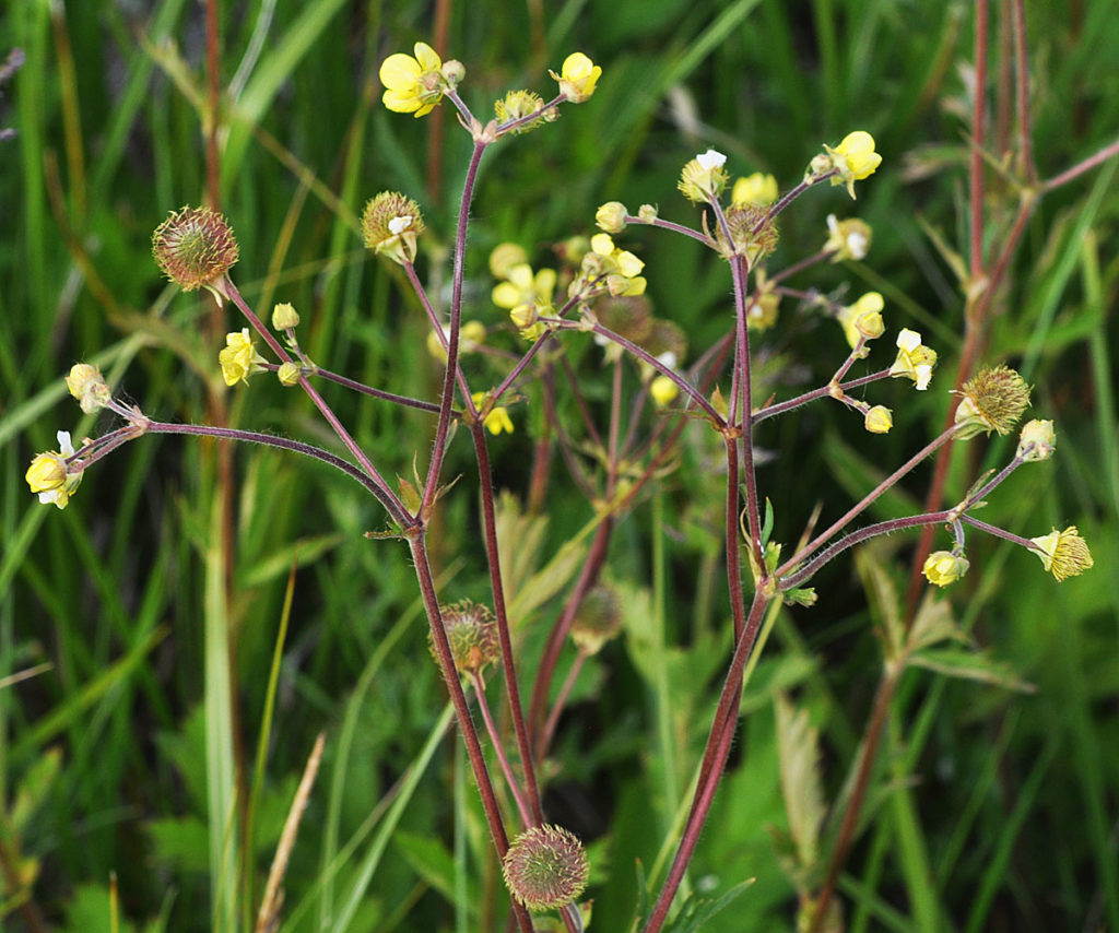 Flora of Eastern Washington Image: Geum macrophyllum 15