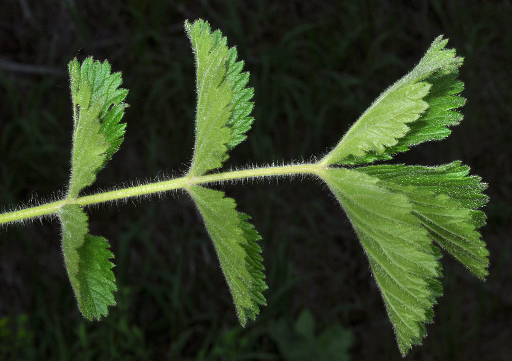 Flora of Eastern Washington Image: Geum macrophyllum 12