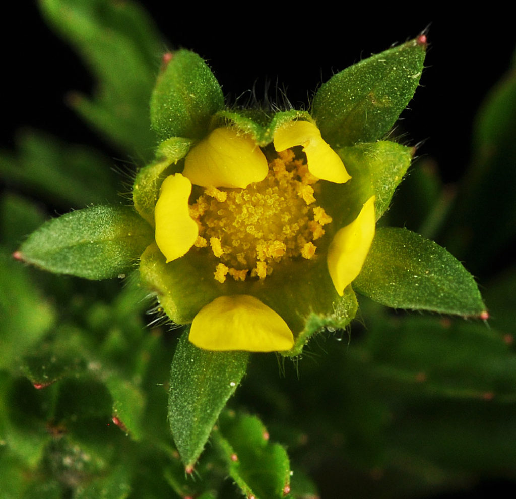 Flora of Eastern Washington Image: Potentilla supina 9