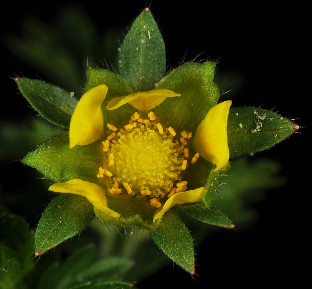 Flora of Eastern Washington Image: Potentilla supina 8