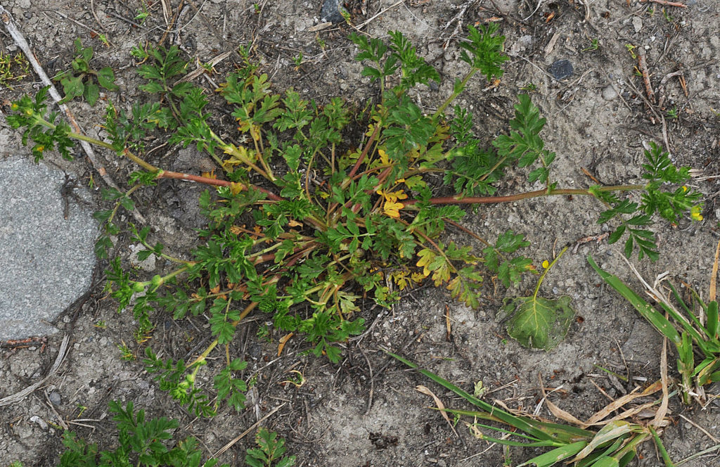 Flora of Eastern Washington Image: Potentilla supina