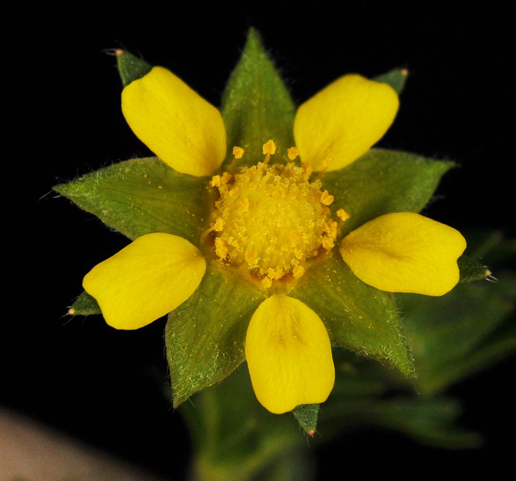 Flora of Eastern Washington Image: Potentilla supina 19