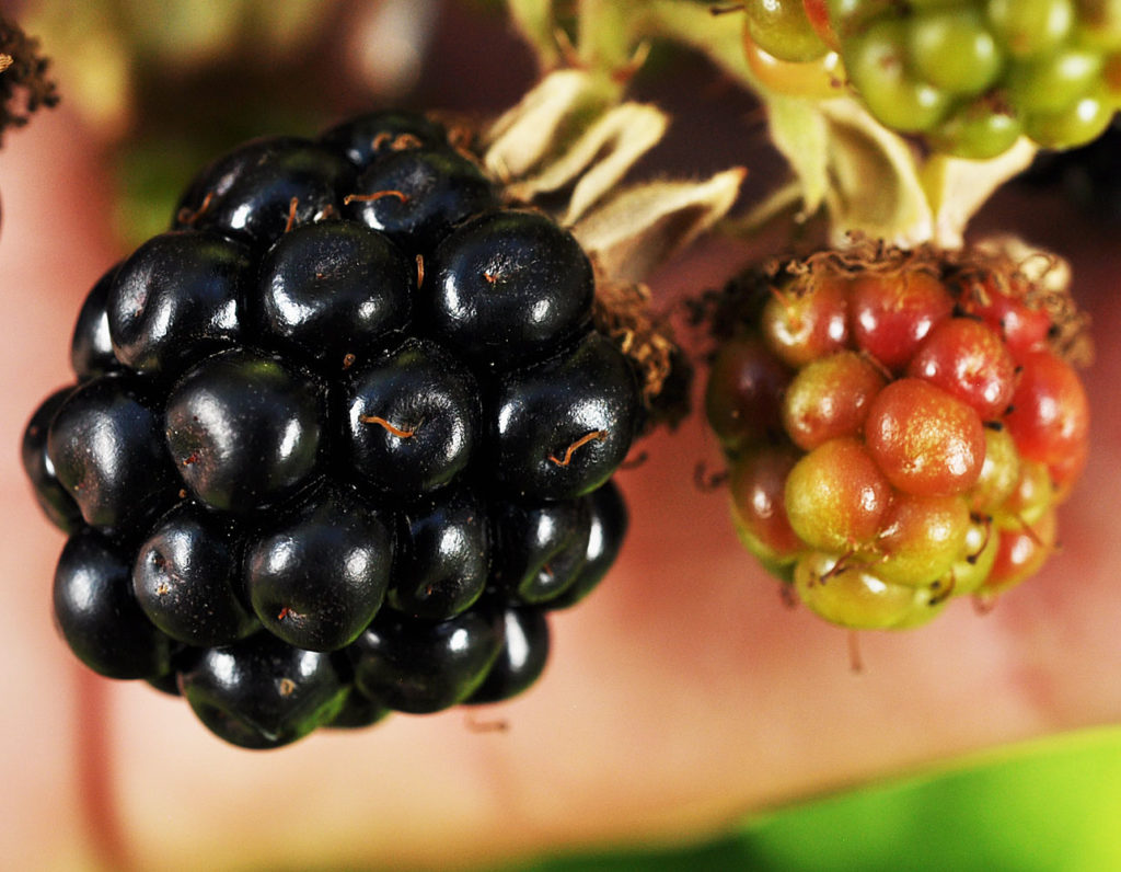 Flora of Eastern Washington Image: Rubus bifrons 9